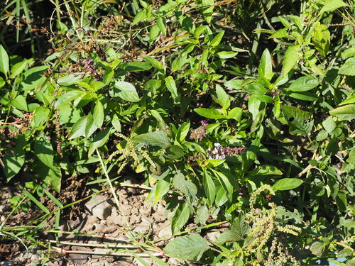 Basil