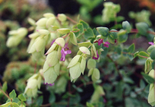 Greek Oregano