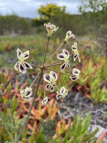 Geranium