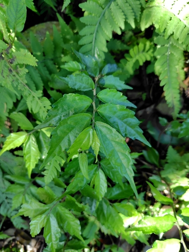 Polynesian Ivy