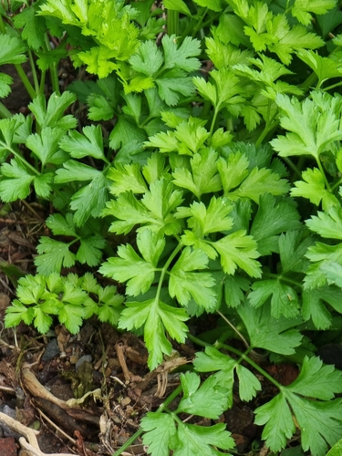 Parsley