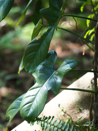 Fiddle-Leaf Philodendron