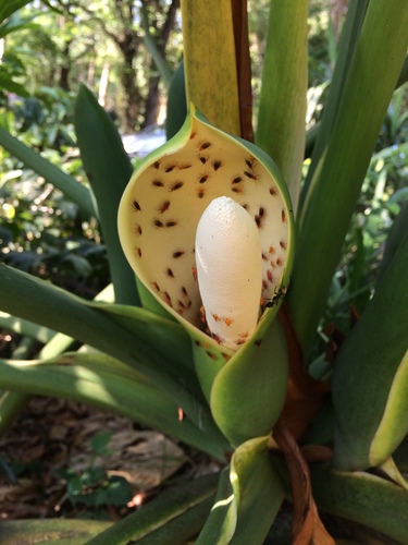 Lacy Tree Philodendron