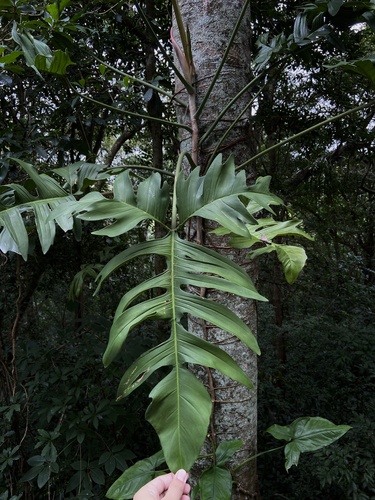 Philodendron