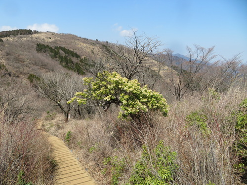 Japanese Andromeda