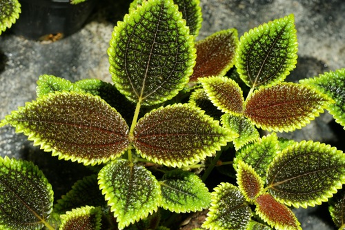 Artillery Plant