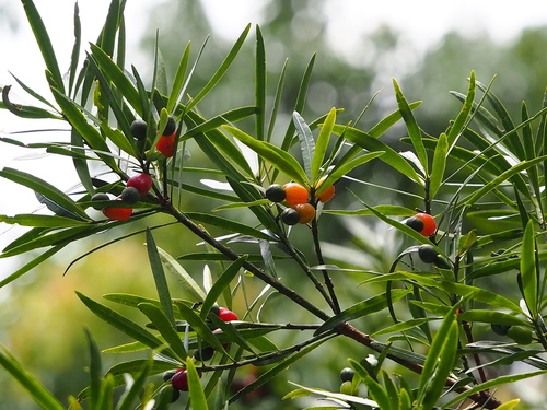 Buddhist Pine