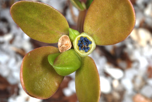 Purslane