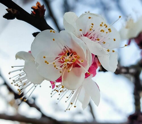 Apricot