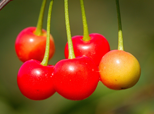 Sweet Cherry