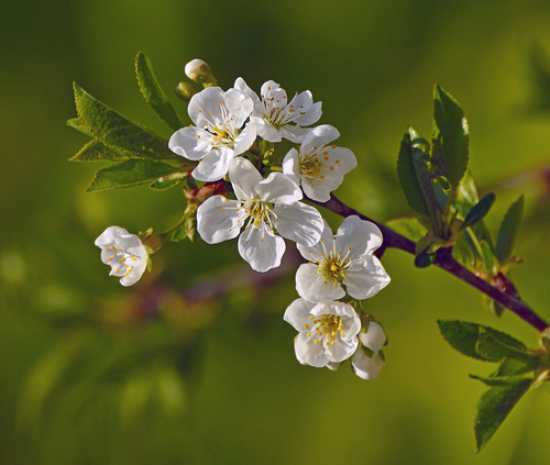 Plum