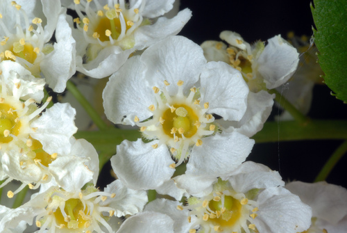 Chokecherry