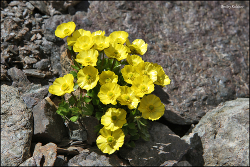 Buttercup