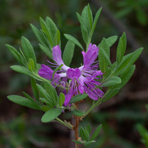 Azalea
