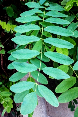 Black Locust
