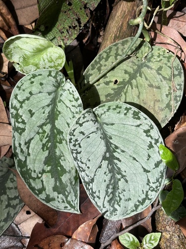 Satin Pothos