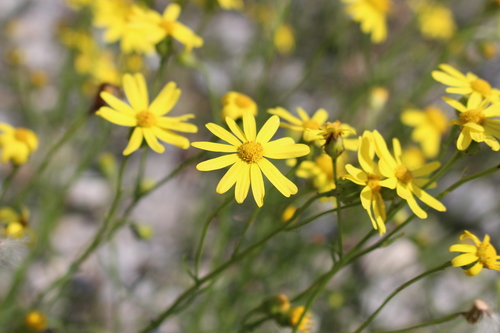 Golden Ragwort