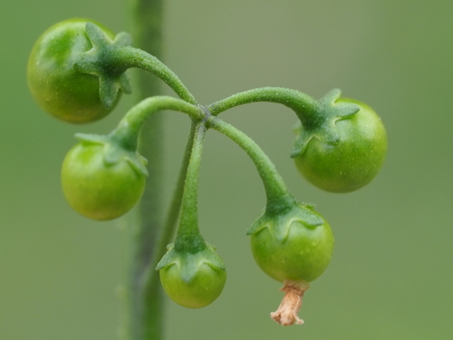 Black Nightshade