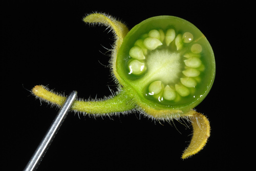 Jerusalem Cherry