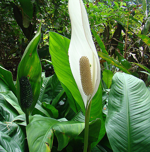 Peace Lily