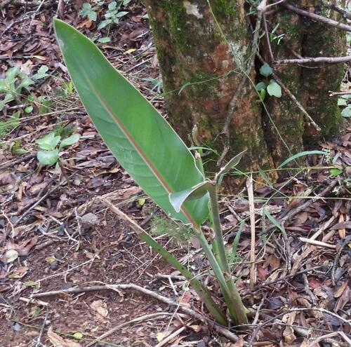 Bird of Paradise