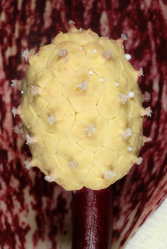 Skunk Cabbage