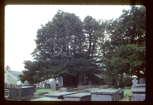 English Yew