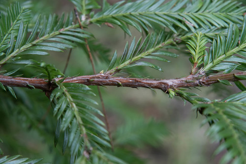 Pacific Yew