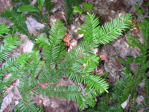 American Yew