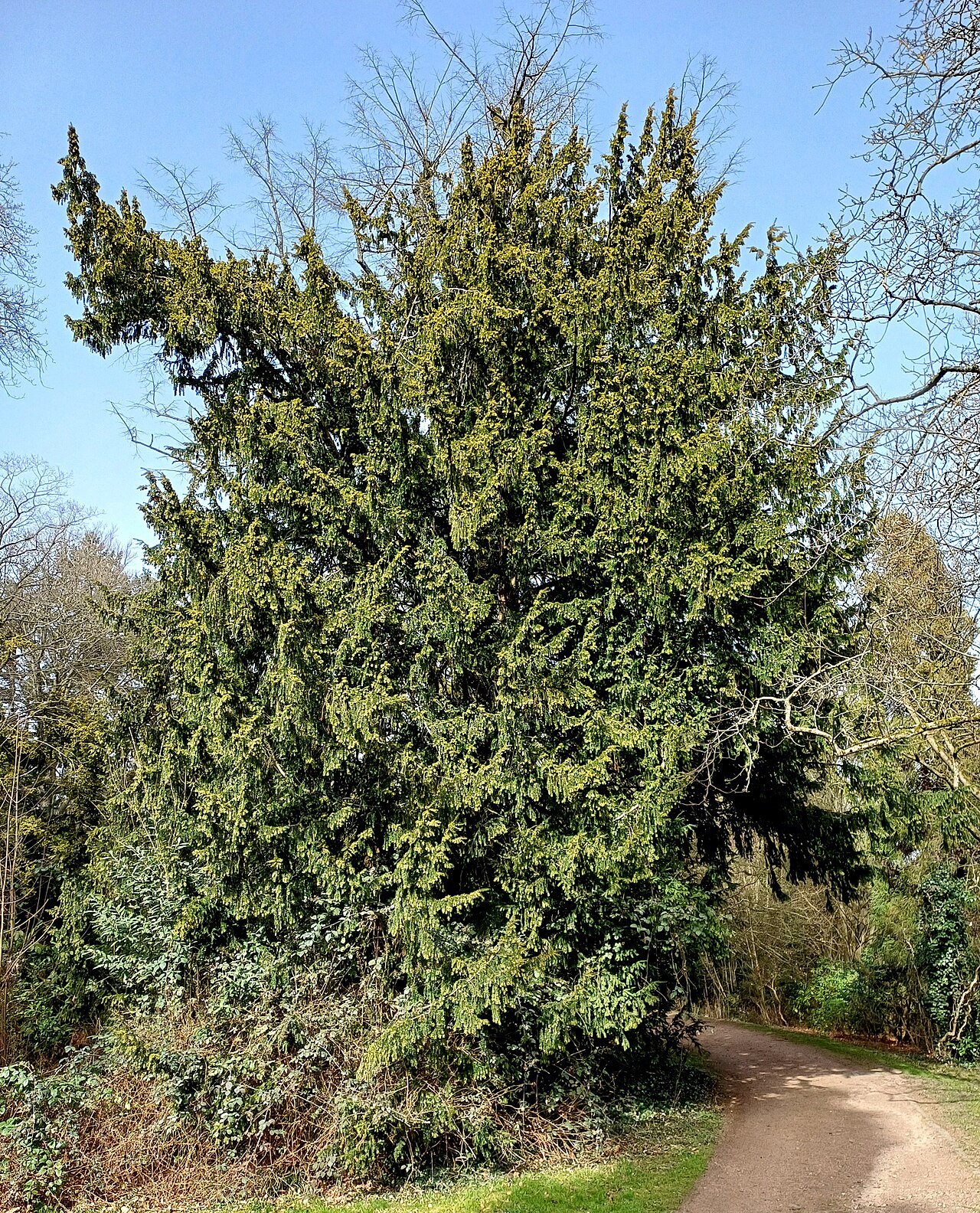 Yew