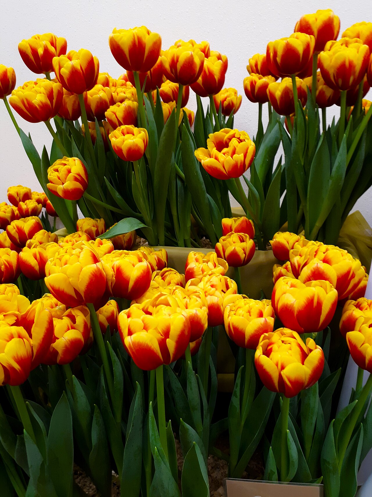 Tulip