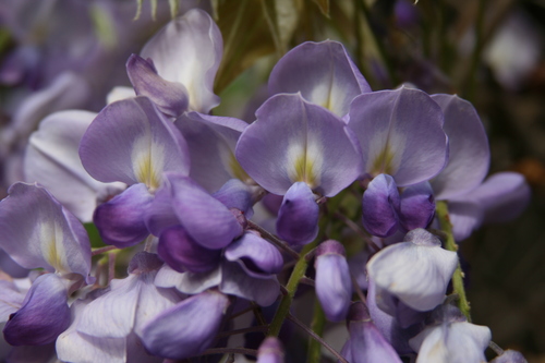 Wisteria