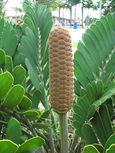 Cardboard Palm